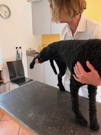 Kraniosakrale Therapie - Hund