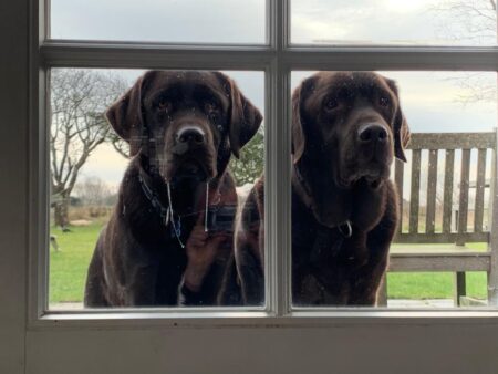 Hunde schauen durchs Praxisfenster