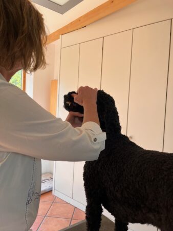 Untersuchung Hund beim Tierarzt