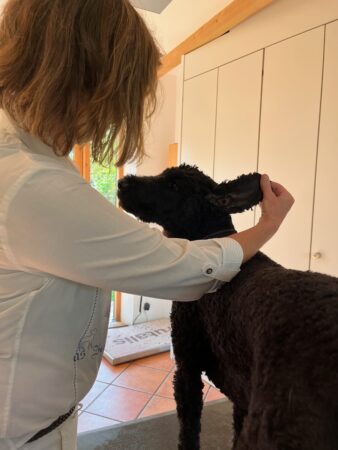 Tierarzt untersucht Hundeohren